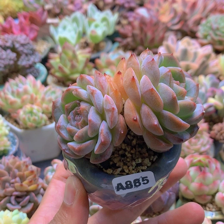 一物一拍含盆土满38包邮A885