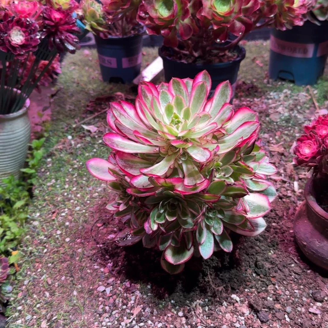 超多头荔枝超正多肉39.9