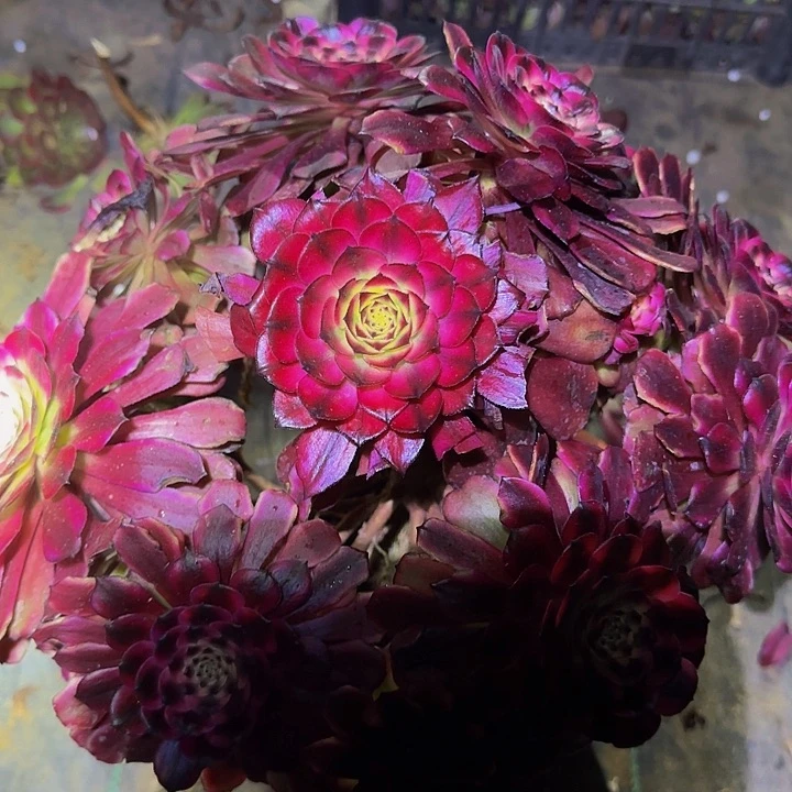 狗**心精品美姬老桩捧花特价福利90