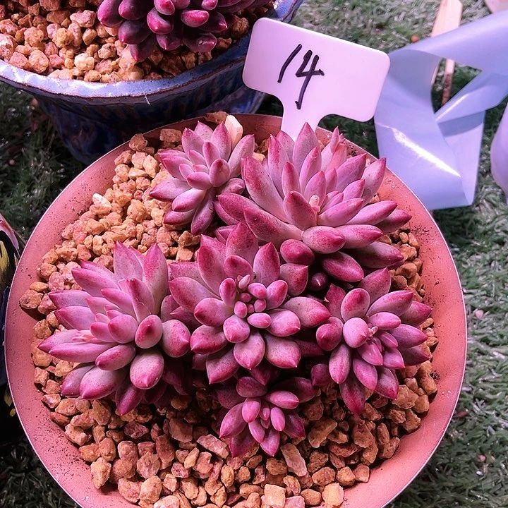 我是第一百个为妖刀w w w w