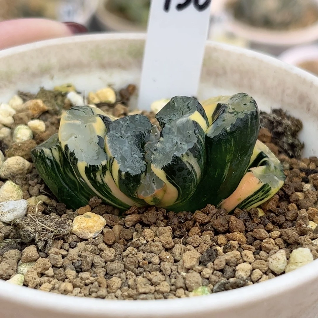 130酒井玉扇锦福利专场