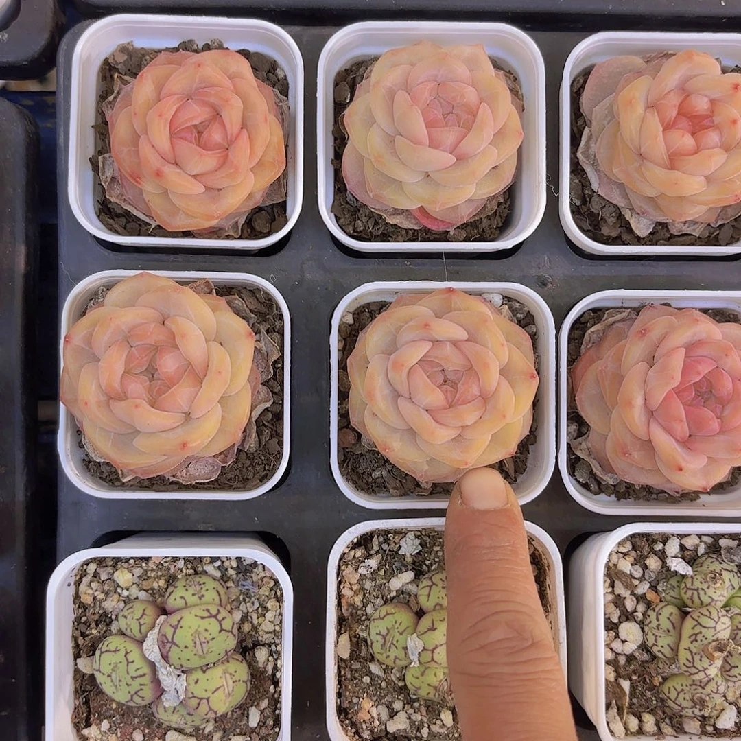 溏心一物一拍1111