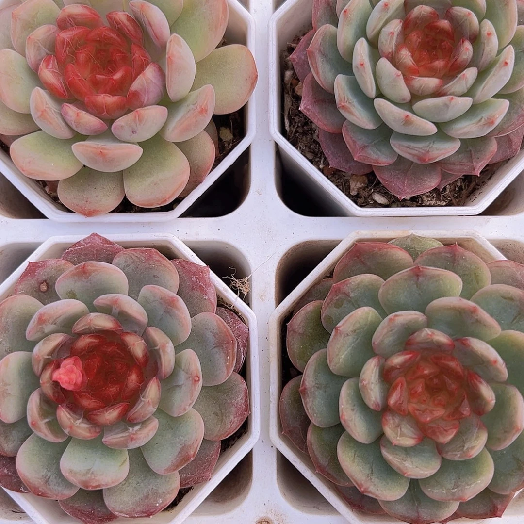 8精品特特珍妮19包邮