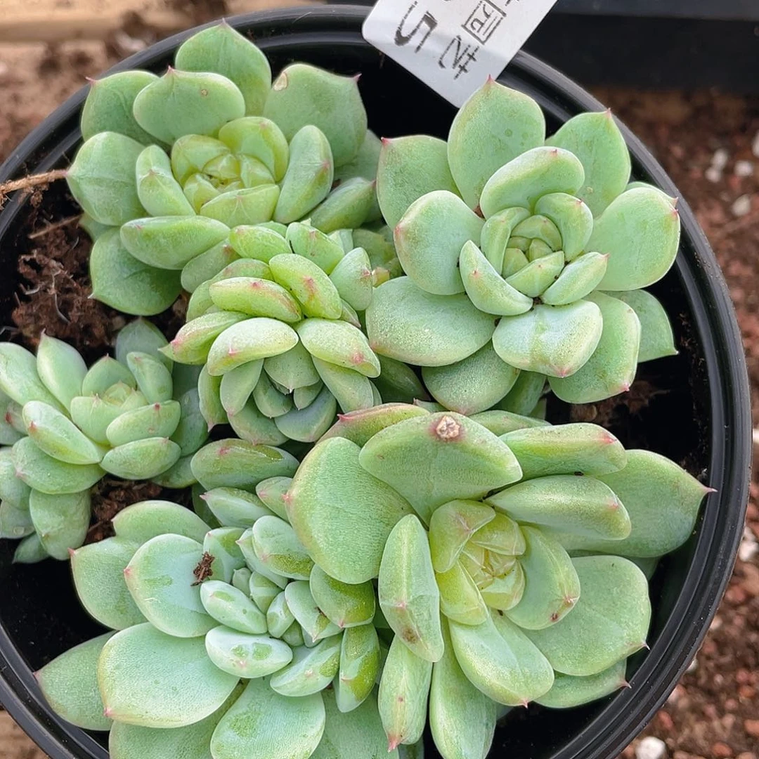 多肉植物多肉植物125