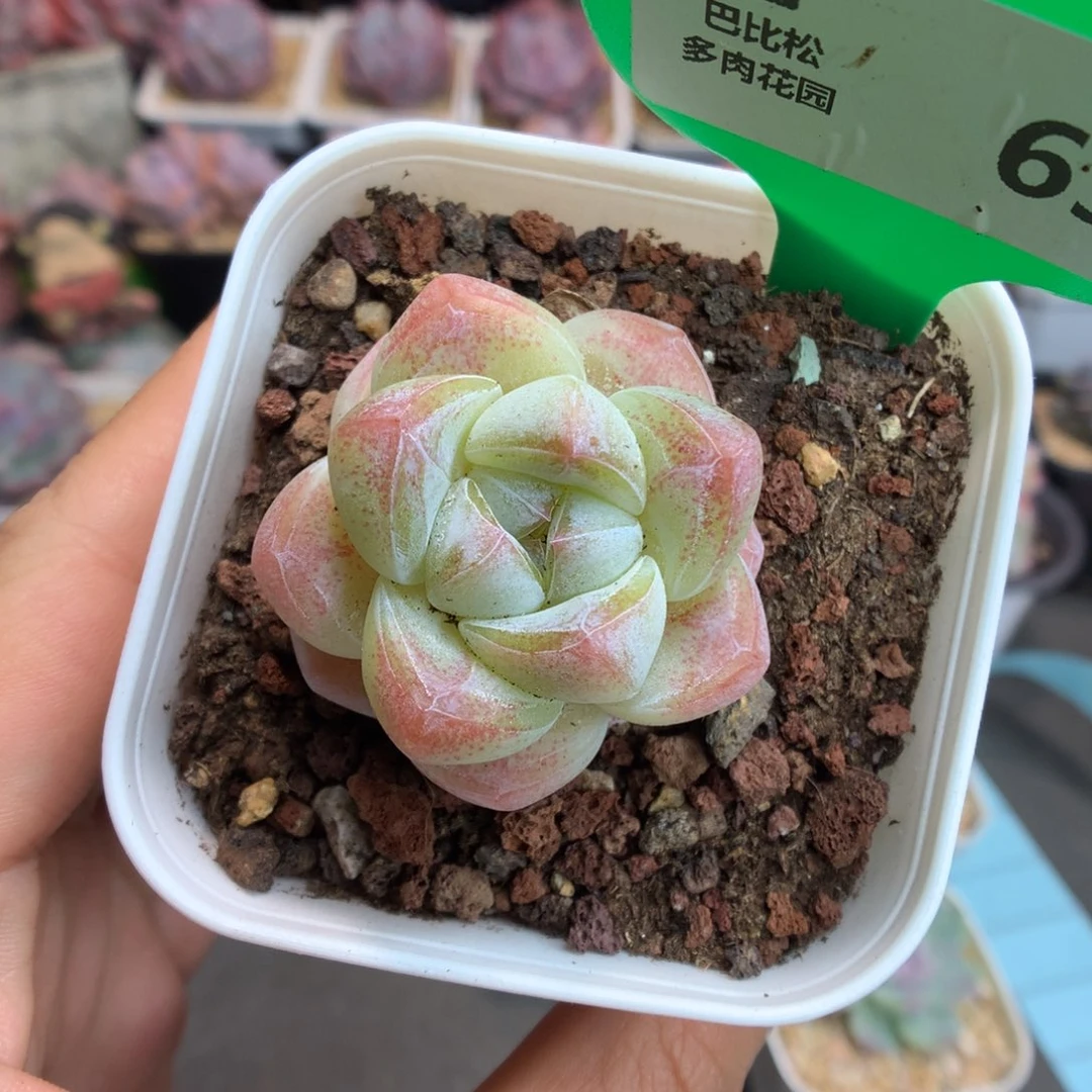 63单头琥珀冰玉多肉植物