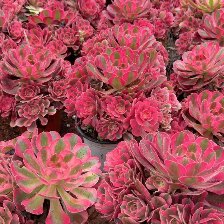 粉女巫群生啊啊啊啊啊