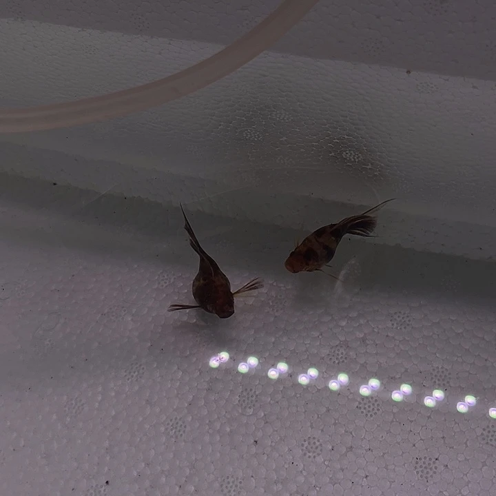 孔雀鱼精品巧克力玛丽球2对