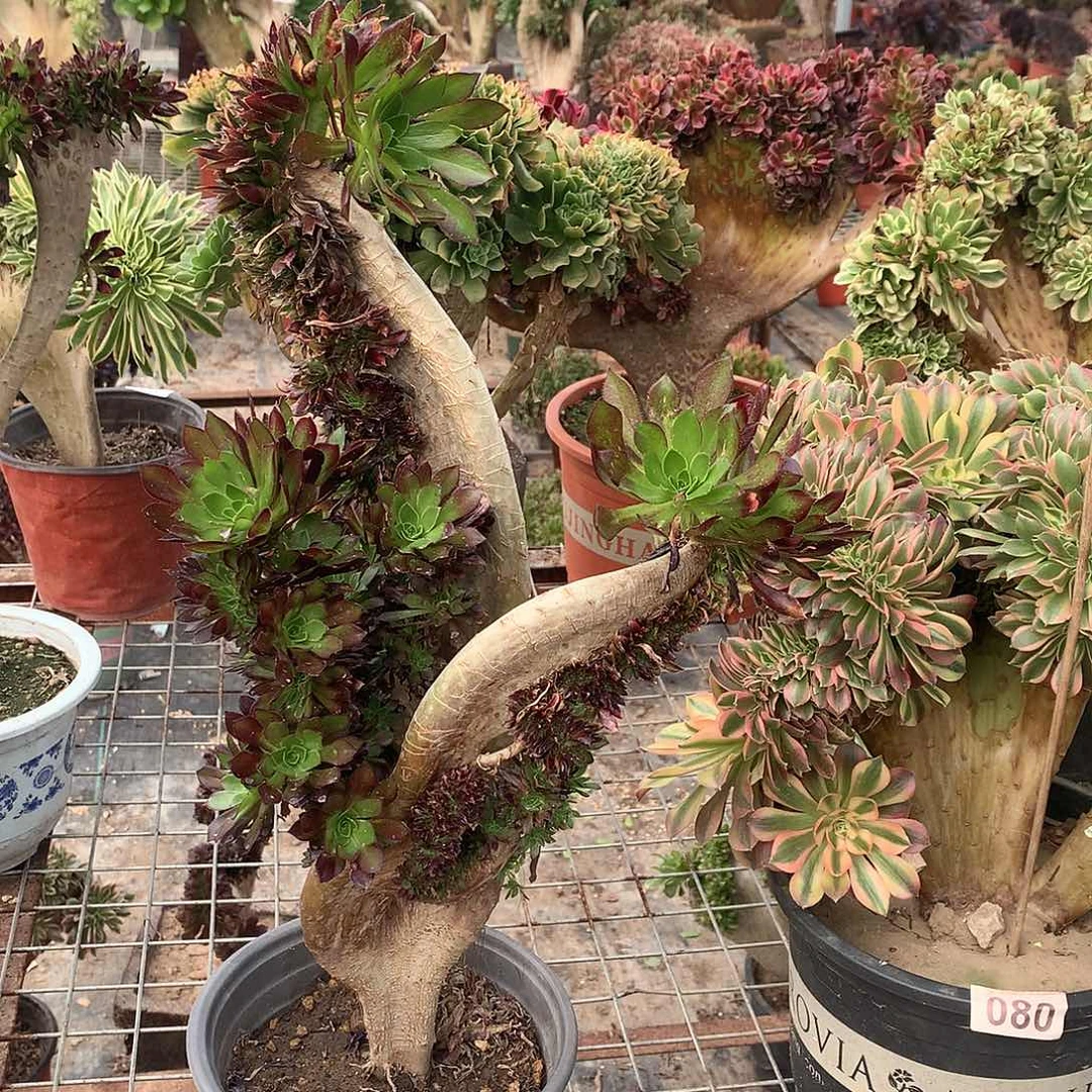 花****叔364黑法师缀化的一个