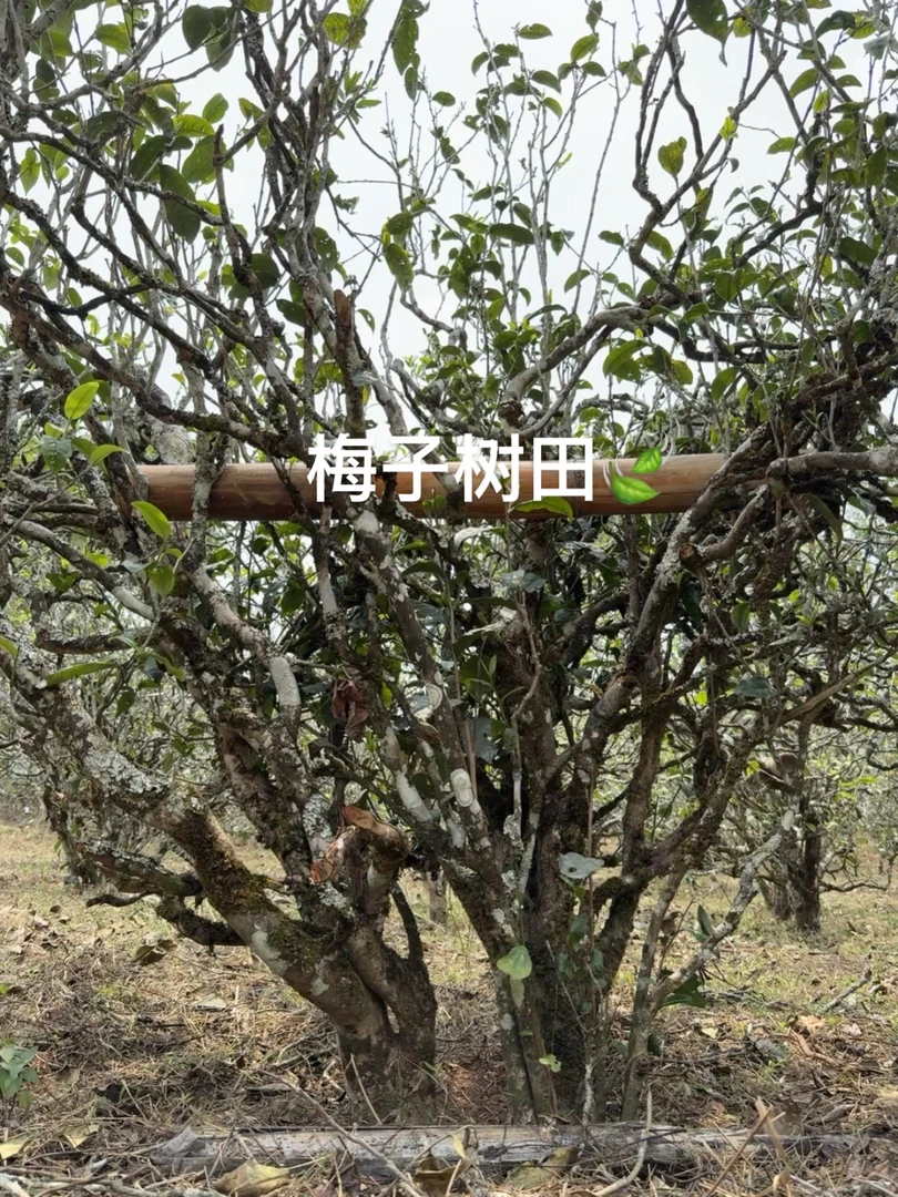 2025年梅子树田大包包古树挑采 散茶 普洱茶 梅子香 精微产区
