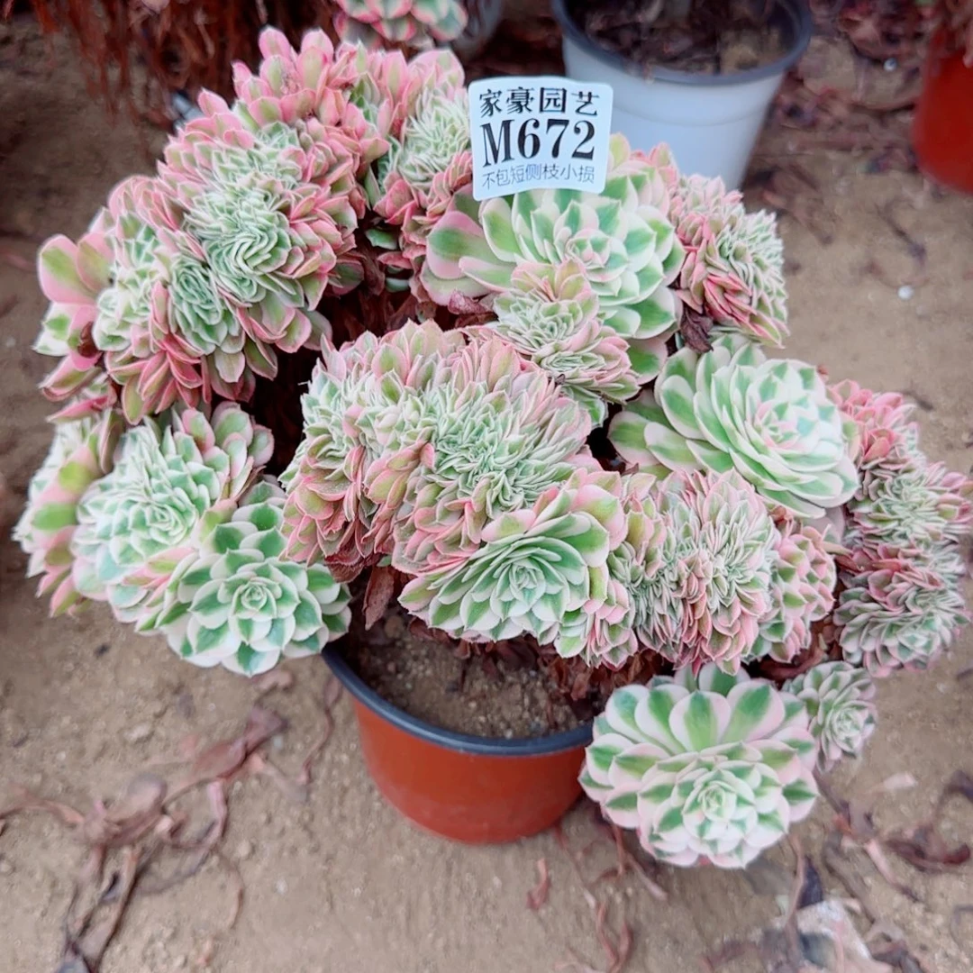 荔枝缀化672冠幅30