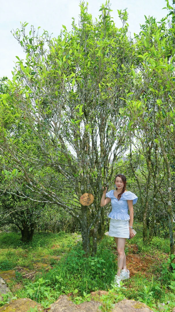 【2025赛级金奖蜜兰香】大庵高山凤凰单枞茶醇厚茶叶回甘蜜兰香炭焙