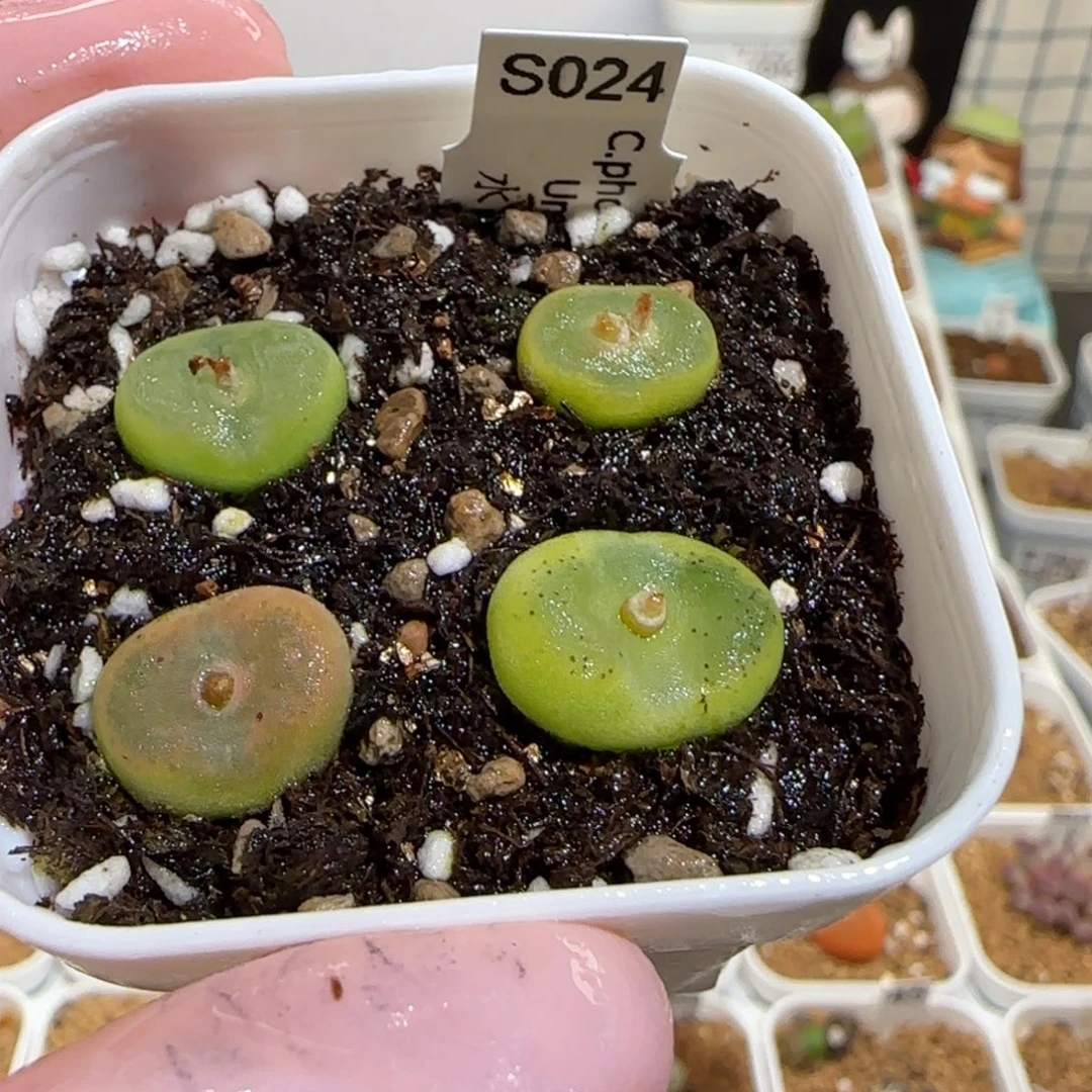 肉锥多肉植物组合-水晶鞋一盆963
