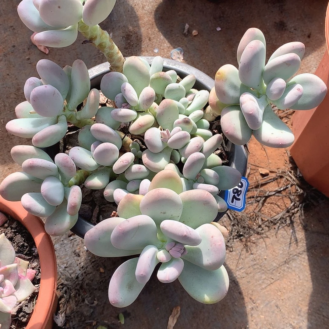 780奶杂 一物一拍多肉