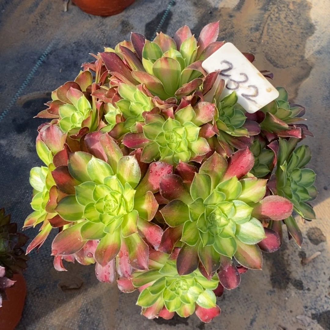 红陶悠**子232一物一拍