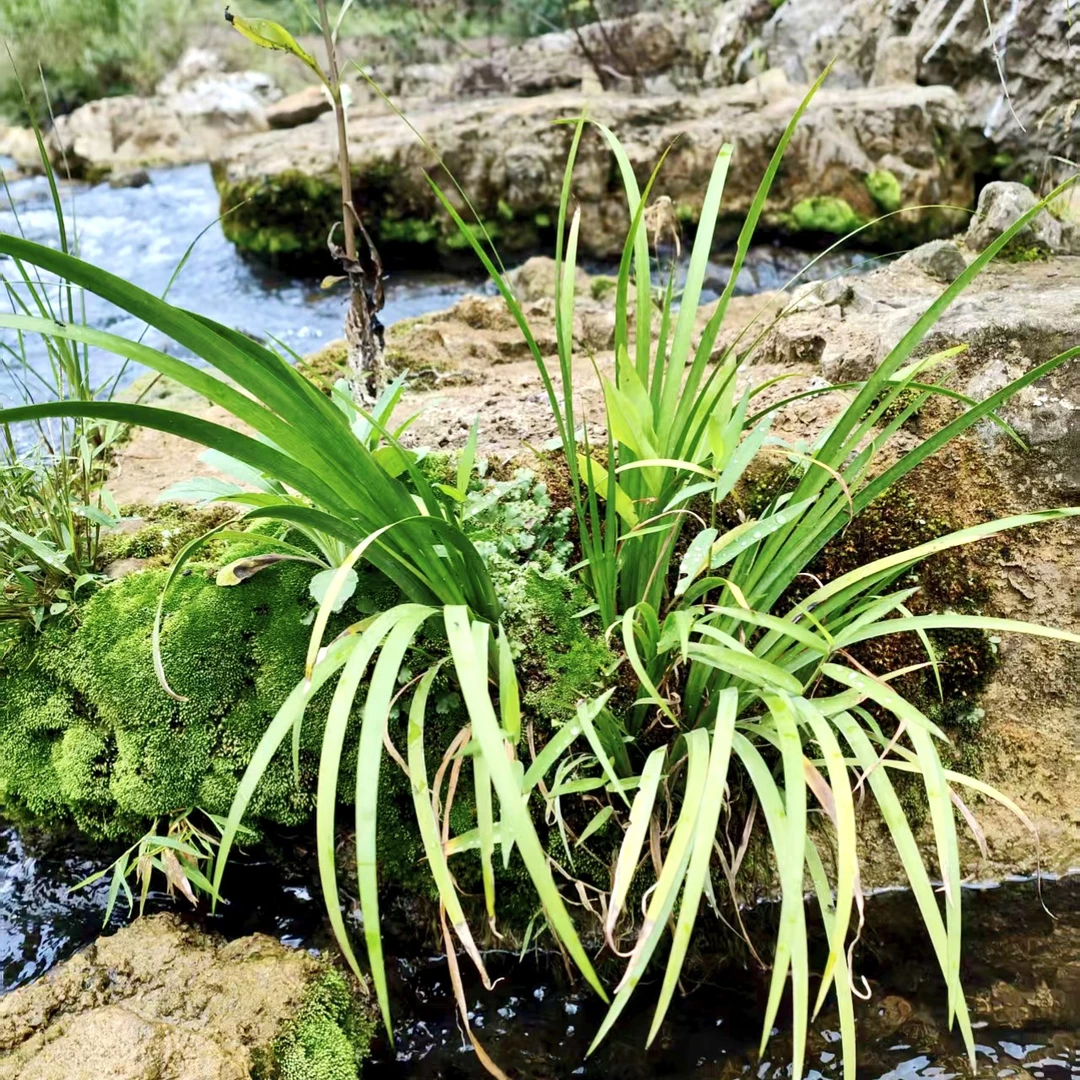植物苗直播间一物一拍，所见即所得