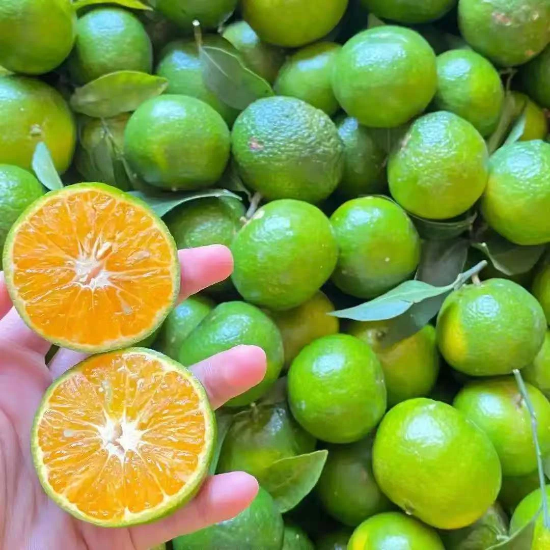 【清香蜜桔杯苗】纯甜 清香 产量高 种植简单