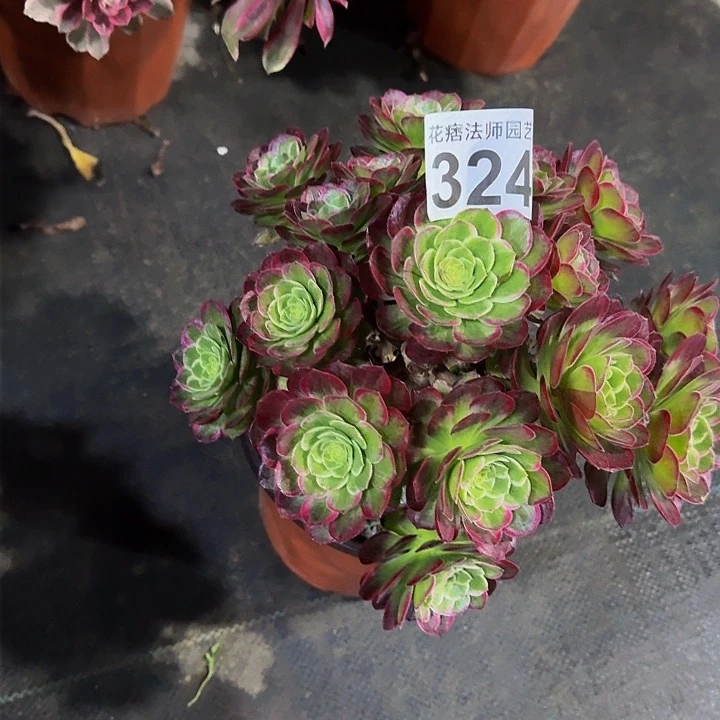 红陶万花筒324000