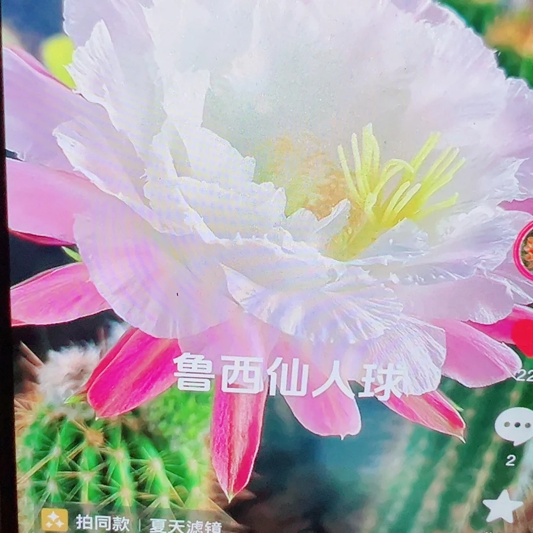 毛花柱 柔粉依兰 侧芽 满 20包邮