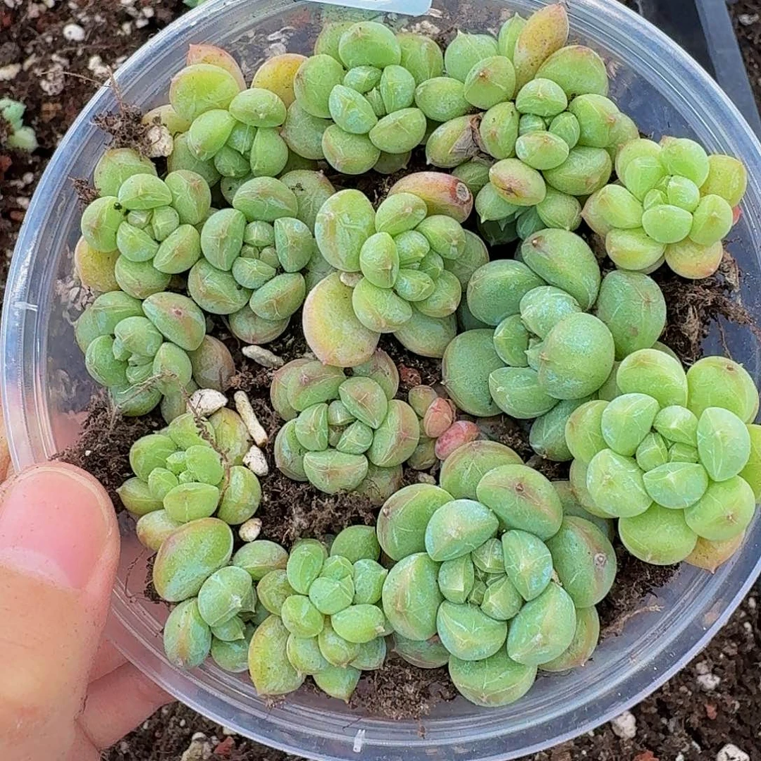 多肉植物多肉植物683