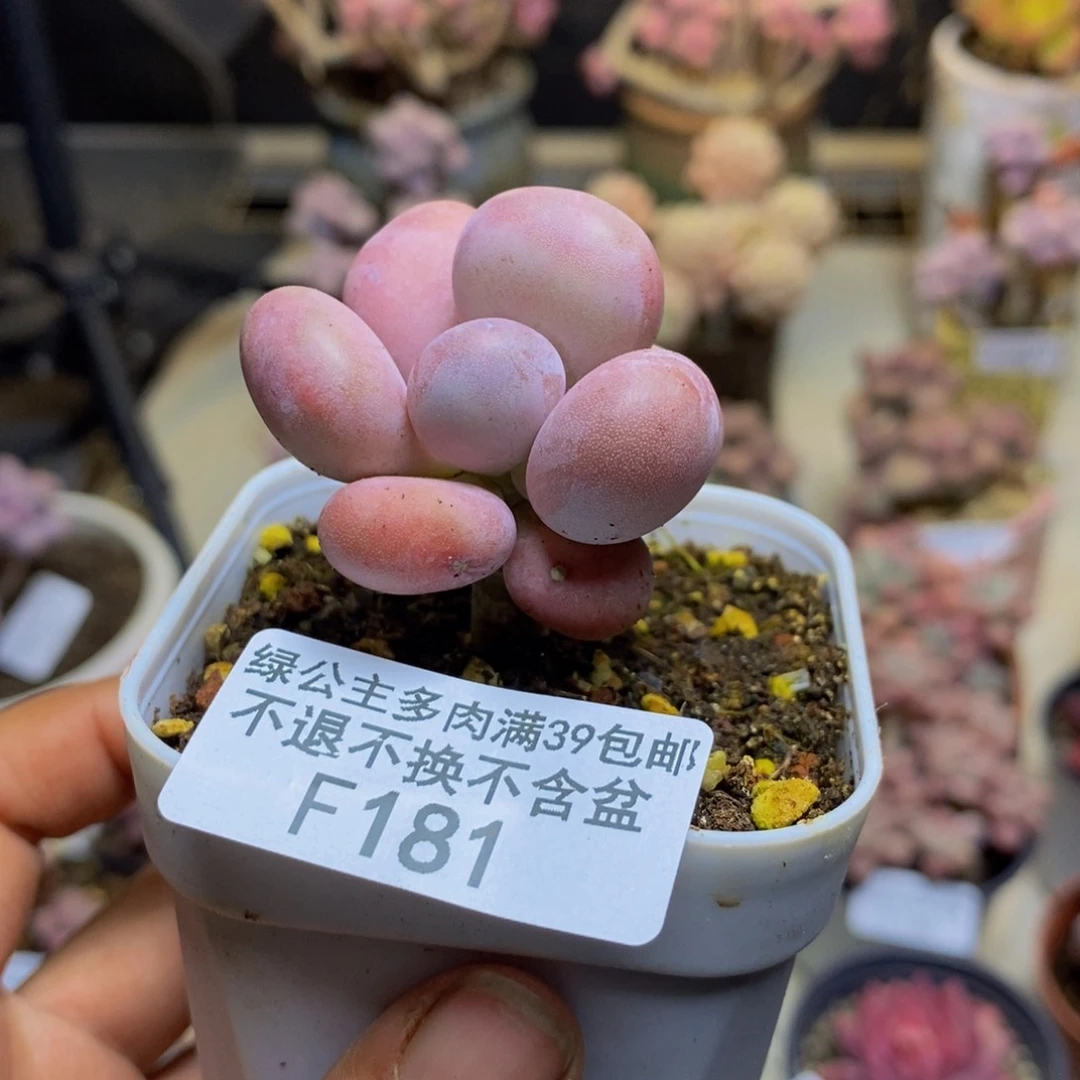 181橙雪球多肉3c m