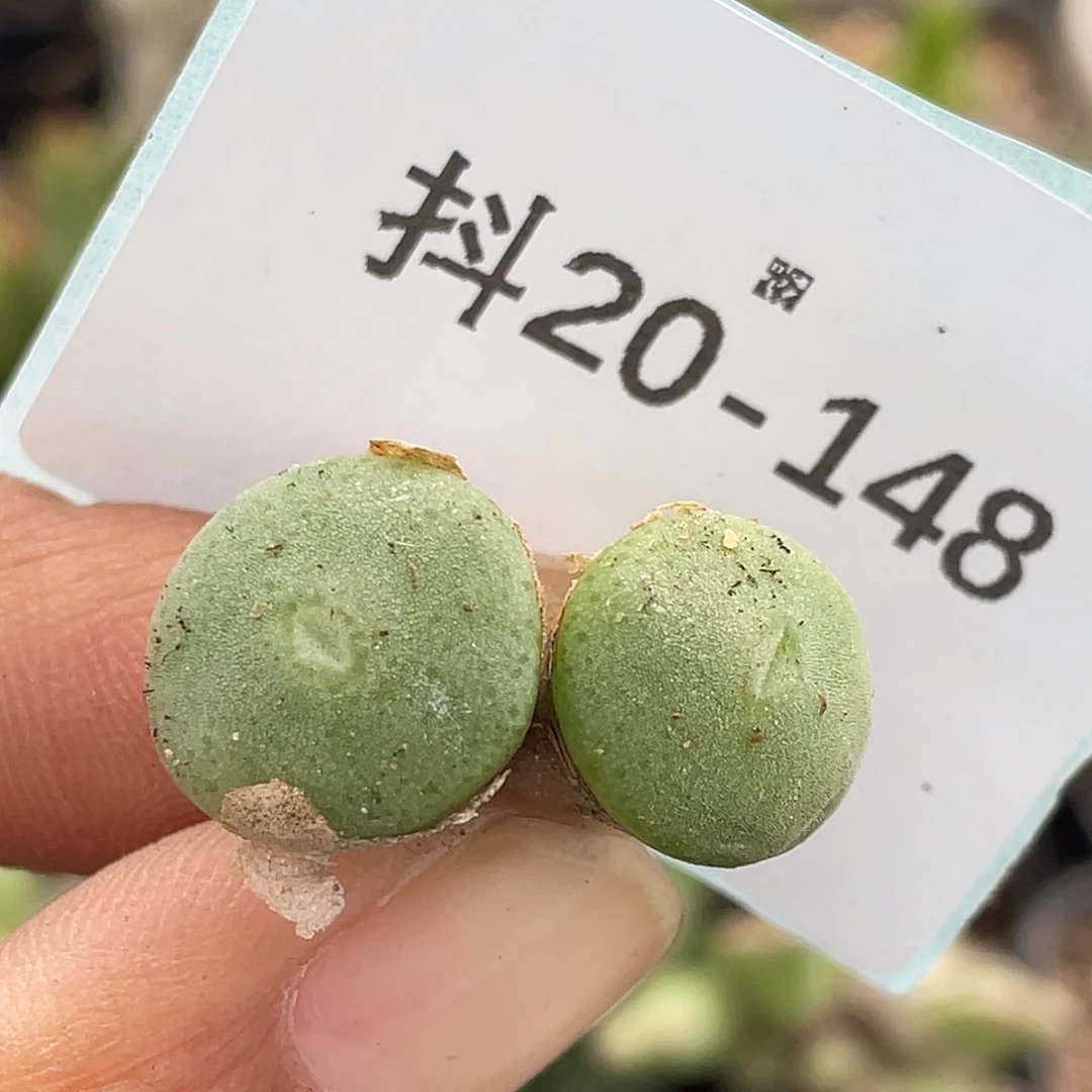 20-148毛钮扣多肉植物
