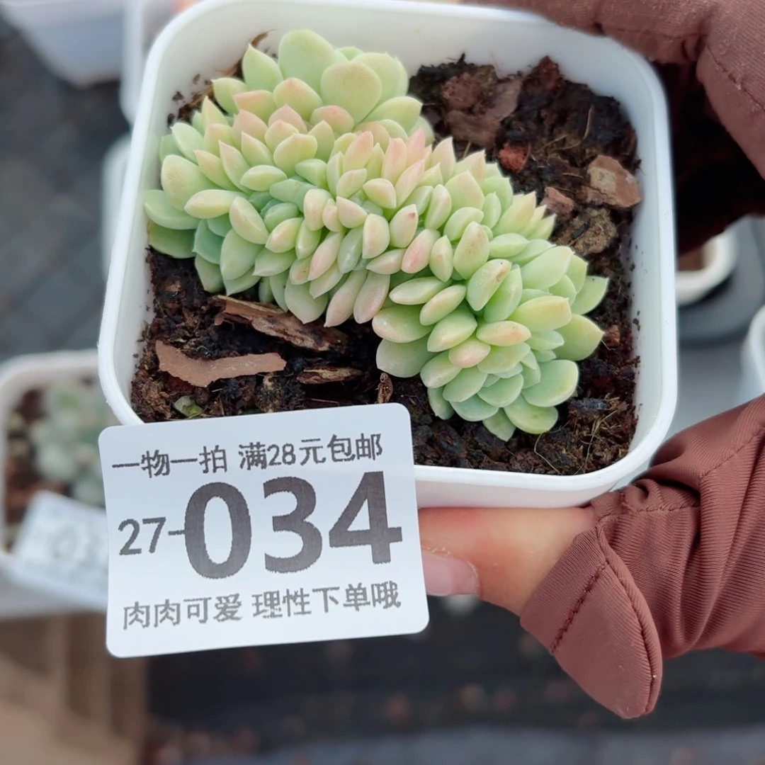 奶油美人缀化无盆土发货无