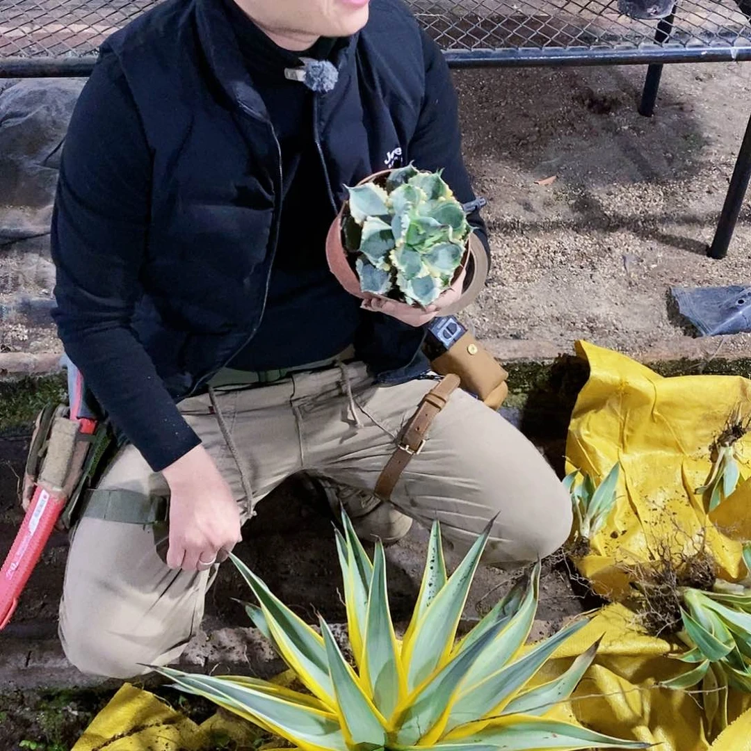 连刺甲蟹锦冠幅12厘米左右