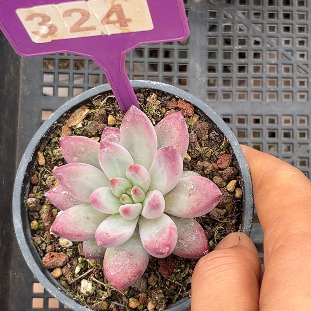 多肉植物白体虞美人324