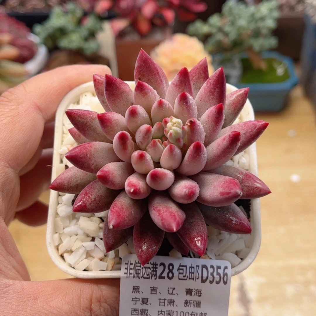 【闪购商品】356流沙虞美人