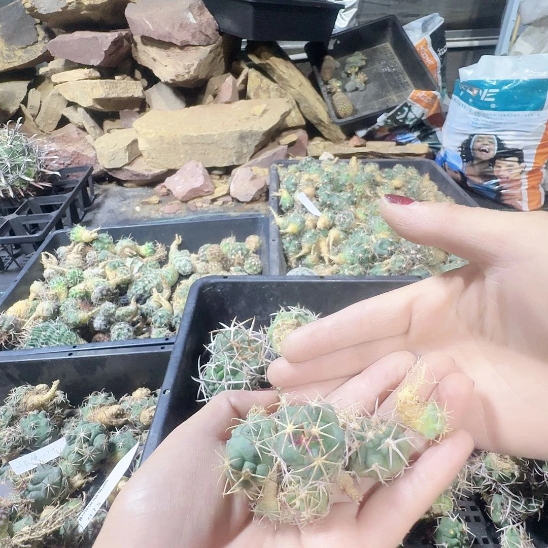 蜂***3380实生仙人球一把