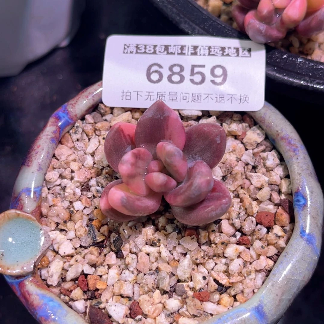 幼***✪多肉特价紫丽殿锦头盖6859