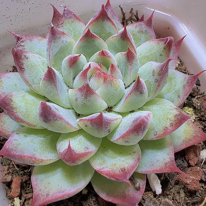 梦瑶19包邮多肉植物