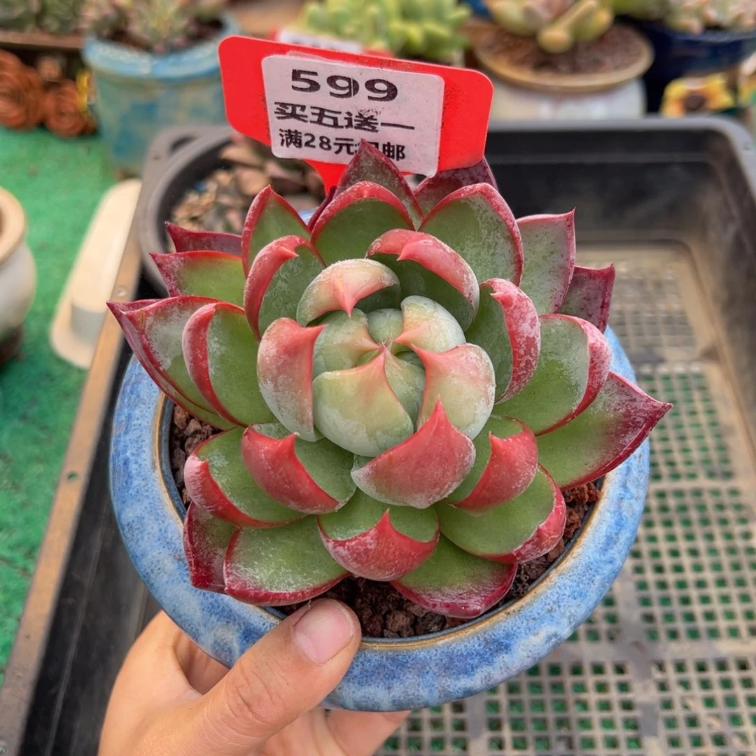 表妹精品多肉植物599.