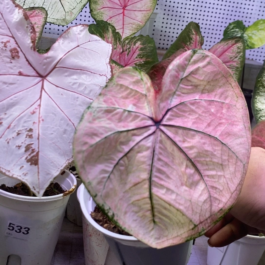 【闪购商品】不开花植物海后572