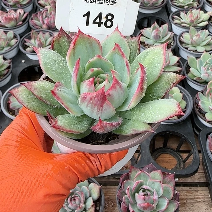148 惊鸿仙子多肉植物6-9cm