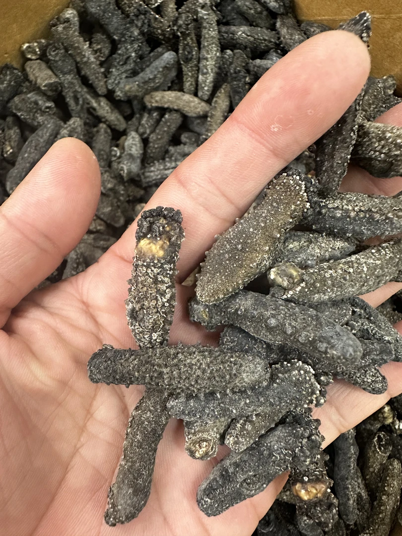 关西海参50克干参500克