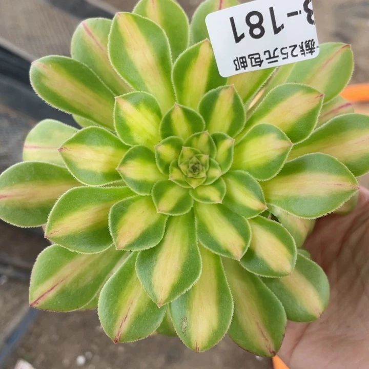181知否2代多肉12345678