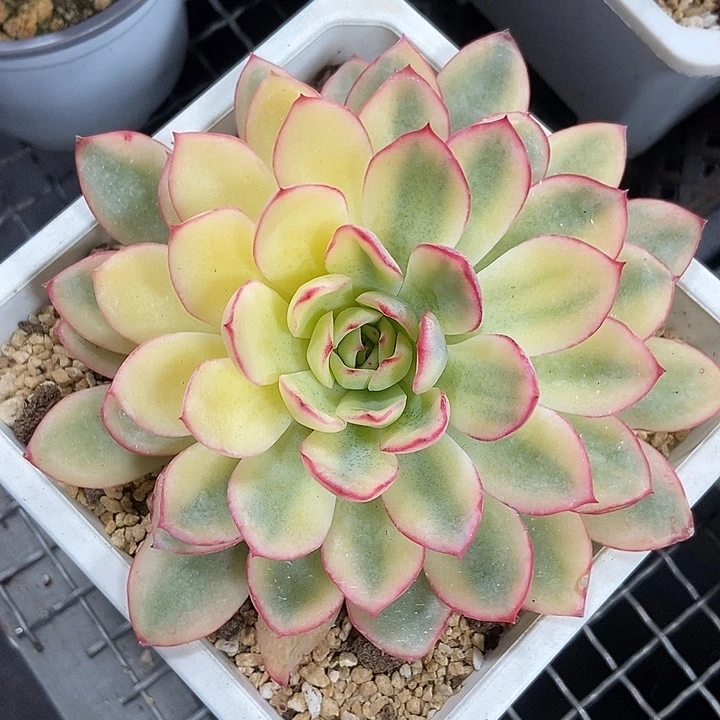 雨燕锦多肉植物的