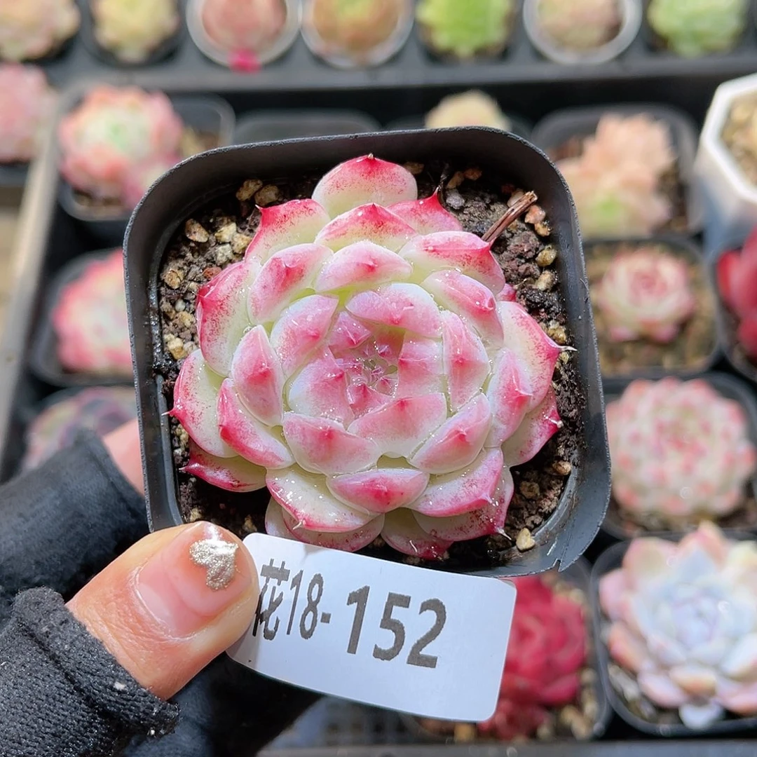 花18-152画扇单头