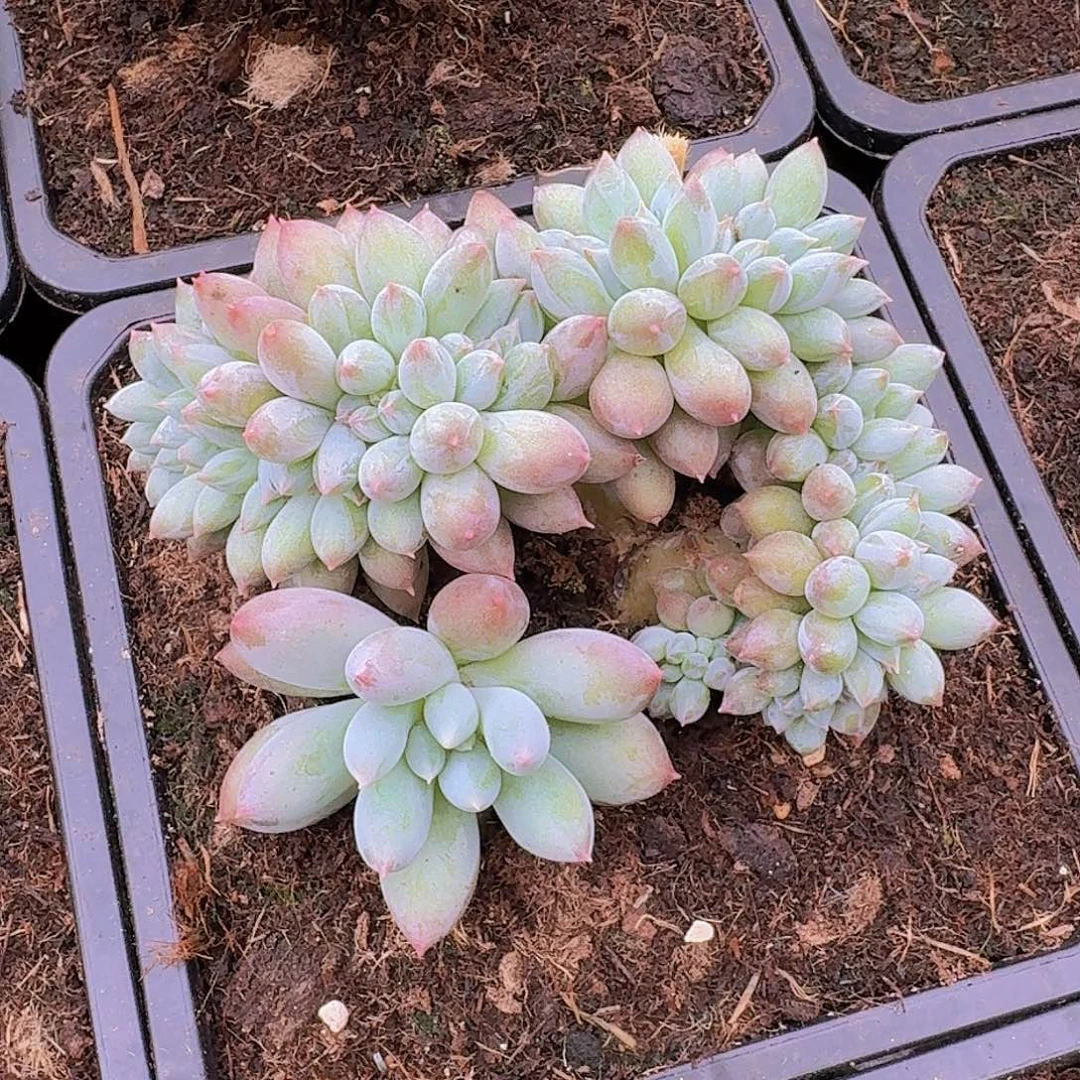 所罗门缀多肉一物一拍