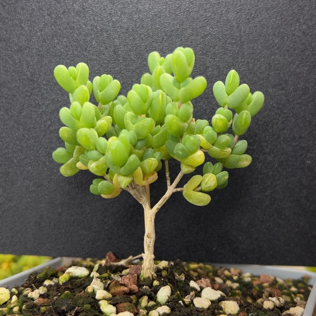 dy3416大长腿元宝冠幅6cm