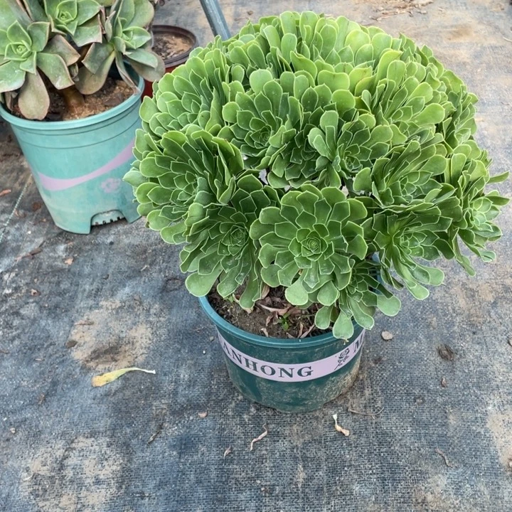 31青志多肉多肉植物多肉多肉