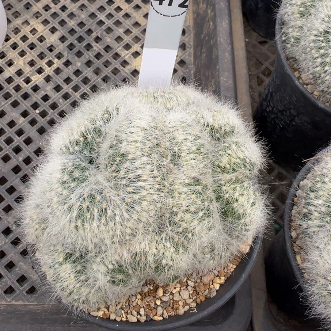 472自根萝卜无刺芳香丸多肉植物带盆土