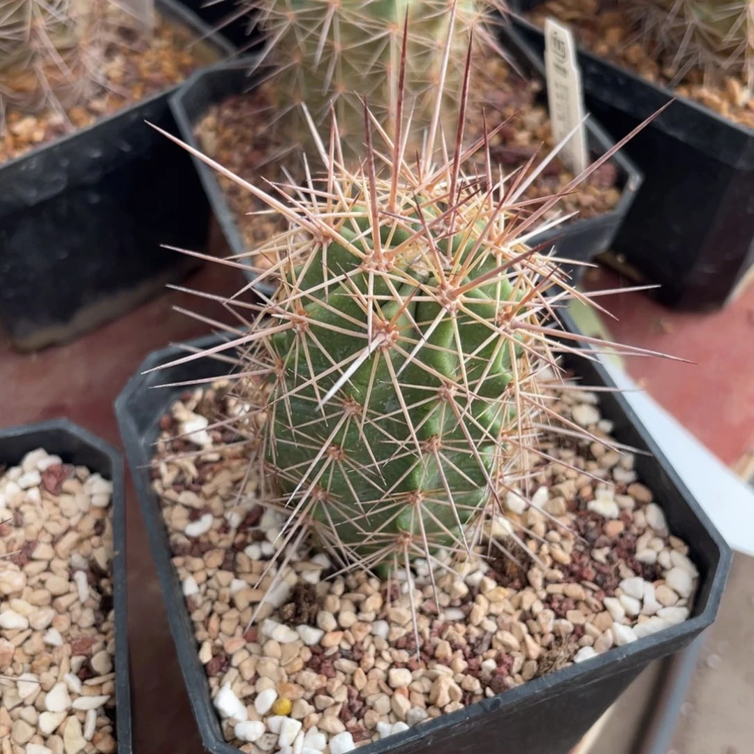 鹿角柱实生仙人球锦御旗