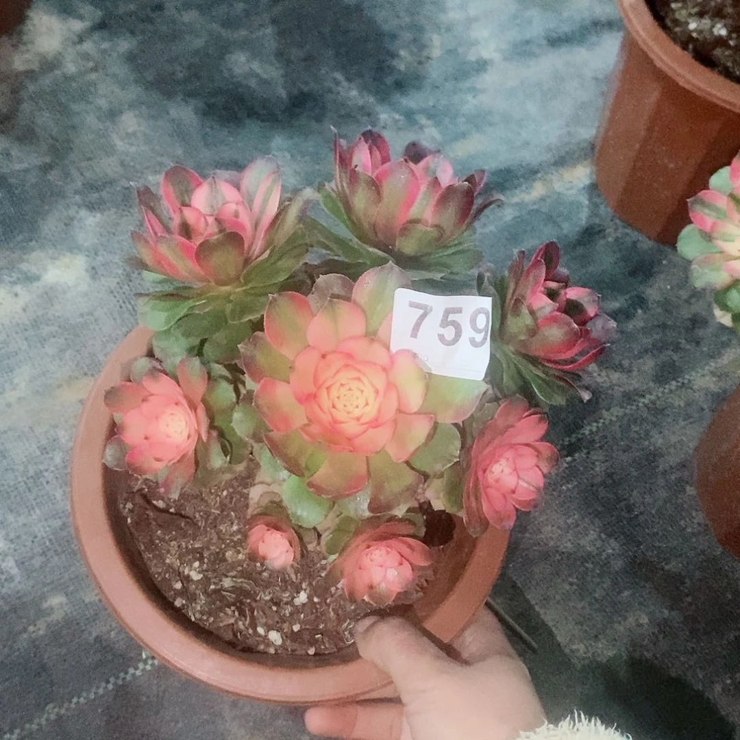 荔枝759多肉17冠服