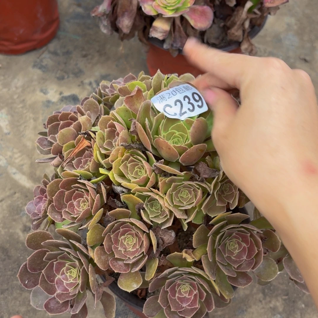 239多肉植物捧花的