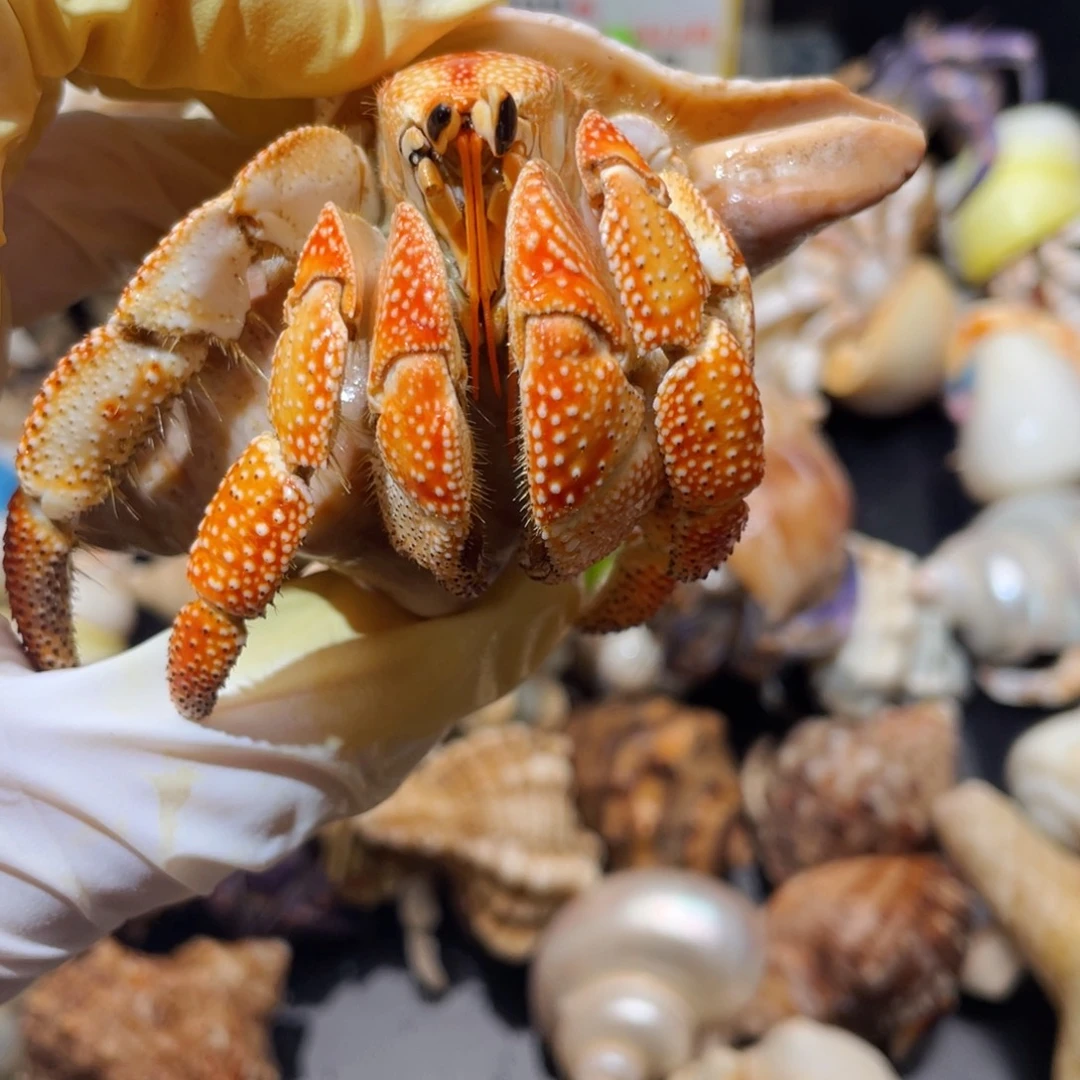 蜗居异宠寄居蟹0552，白草大小眼