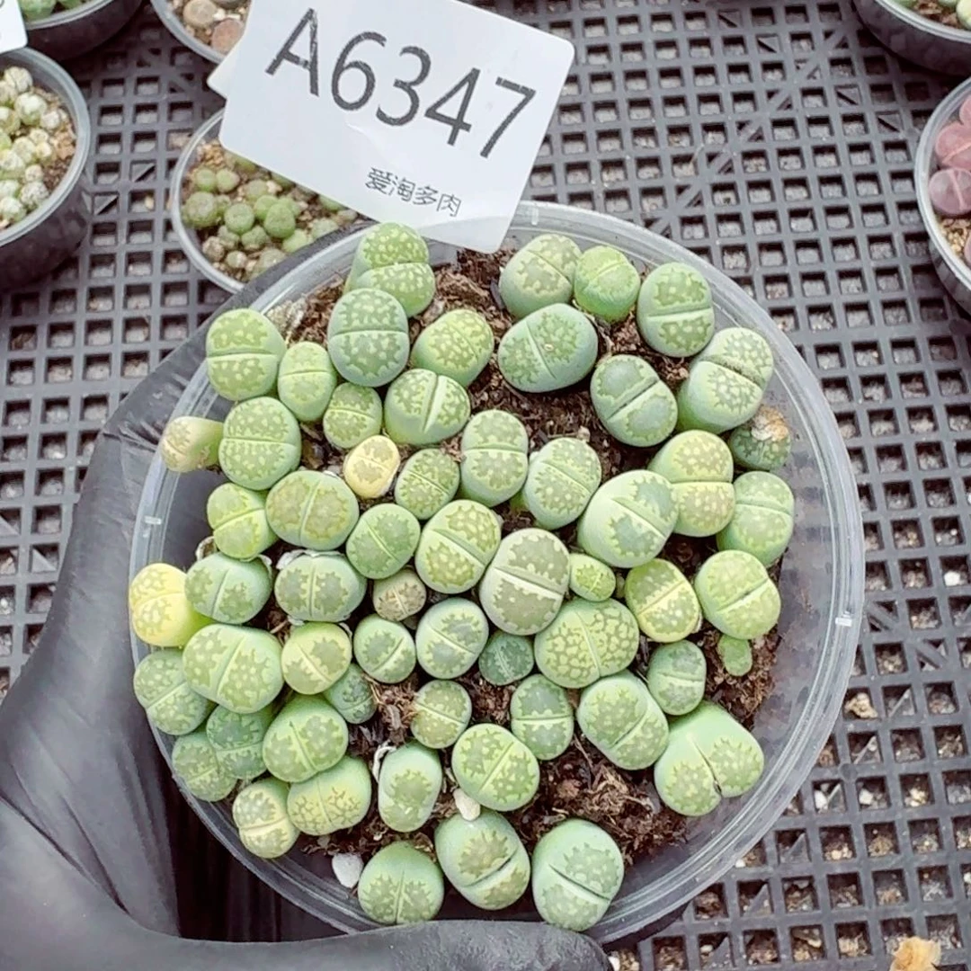 6347—生石花 生石花