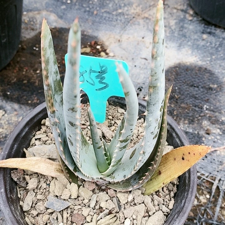 【闪购商品】无花朵海来芦荟 三单包邮