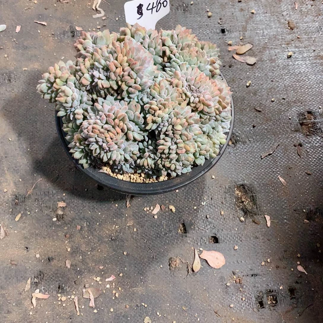 多肉植物多肉植物